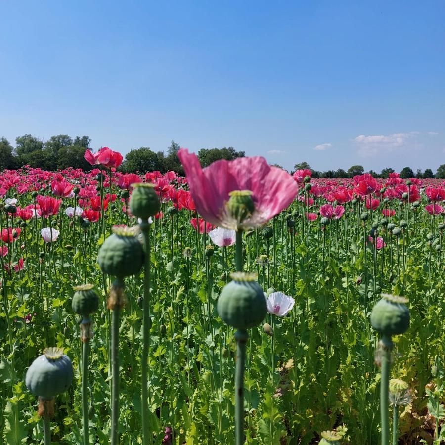 Gastenverblijf Op De Prins Hendrik Hoeve In Buren Buren  Esterno foto